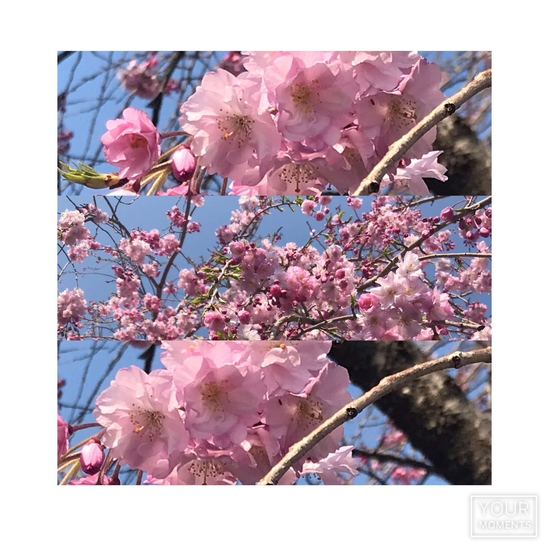まだ間に合います！お花見弁当持って桜の下で昼ごはん！